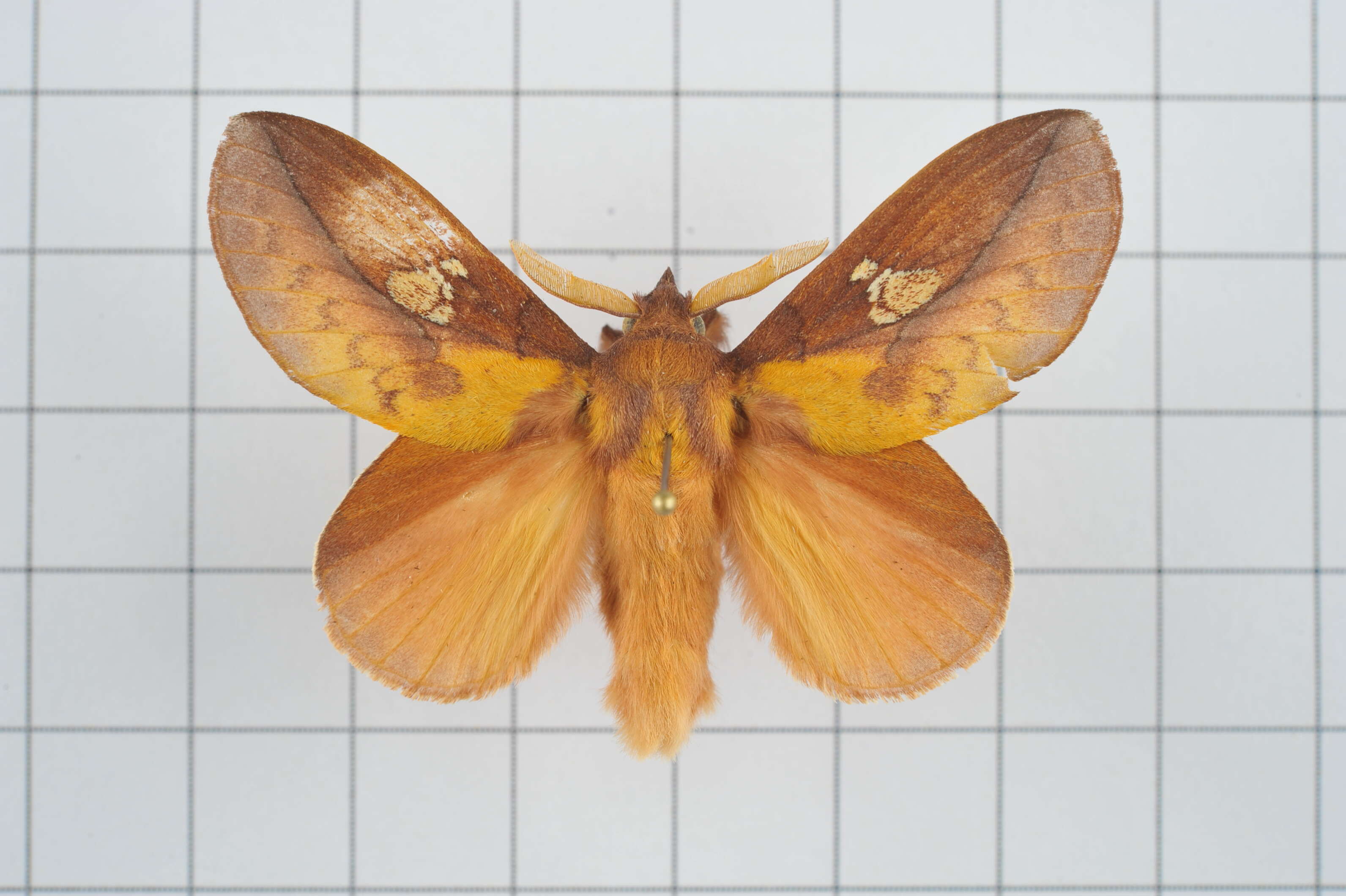 Image of Euthrix laeta Walker 1855