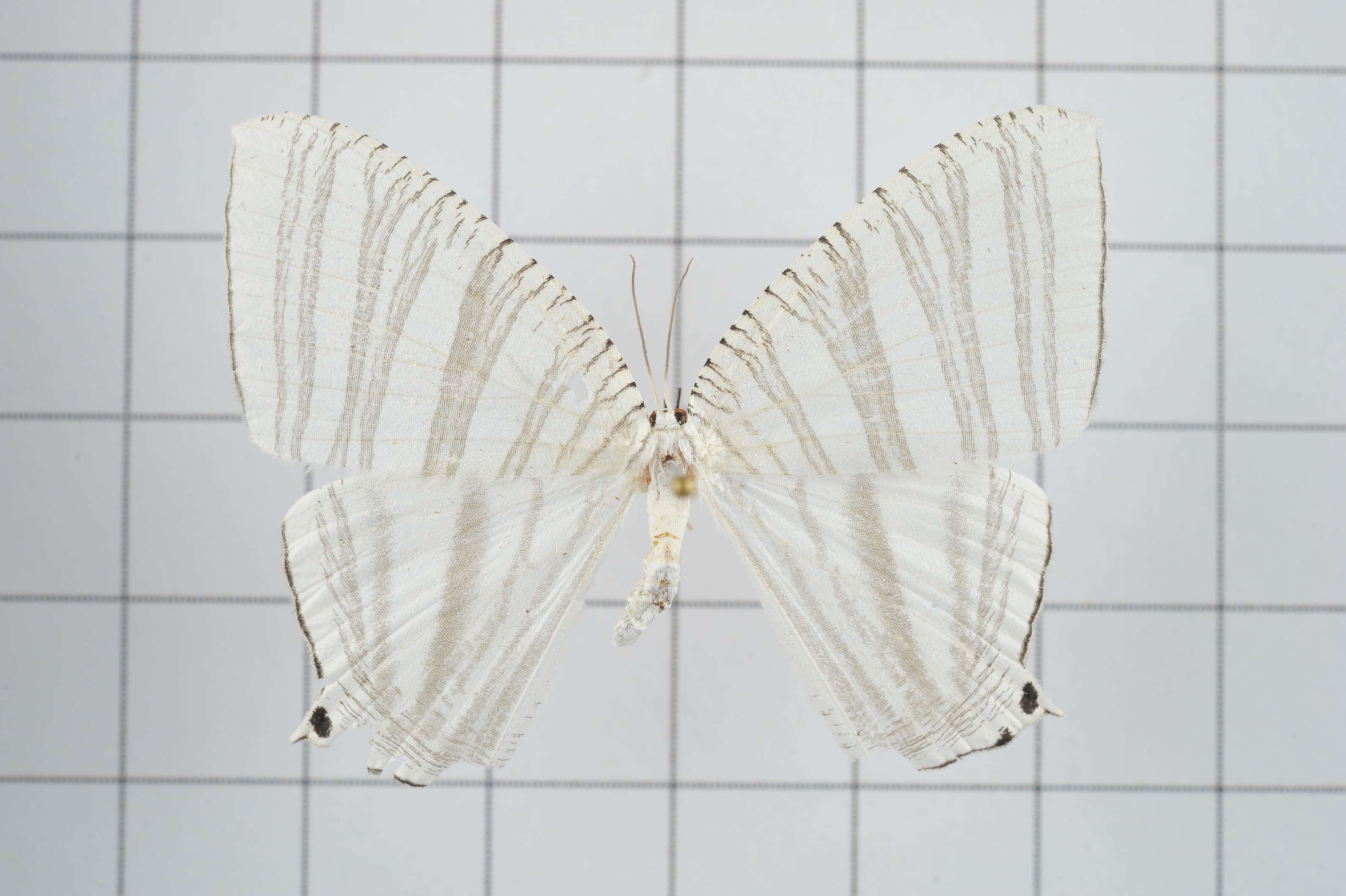 Image of two-point moth