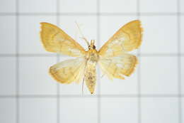 Image of Pyrausta celatalis Walker 1859