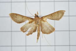 Image de Tetridia caletoralis Walker 1859