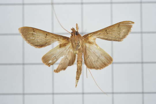 Image of Tetridia caletoralis Walker 1859