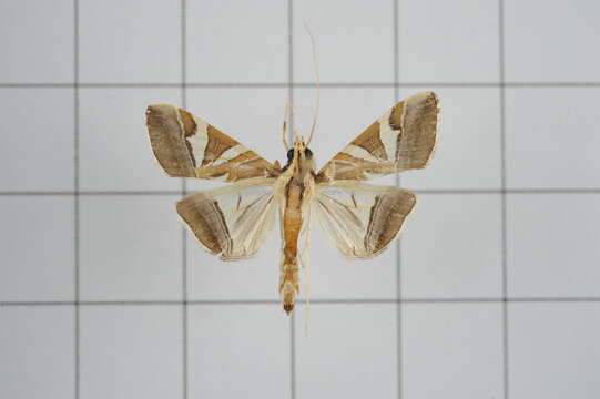 Agrioglypta itysalis Walker 1859 resmi