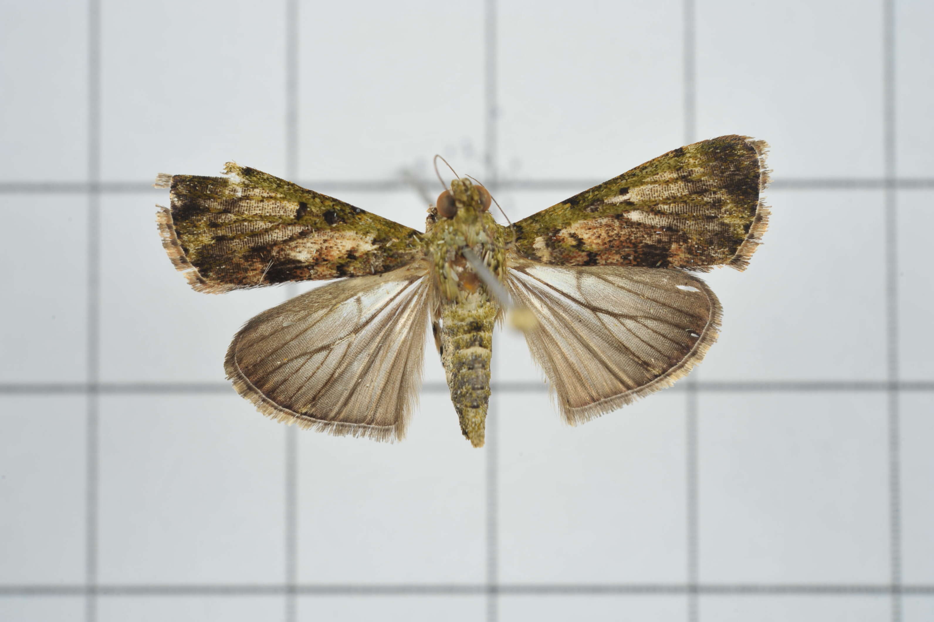 Image of Lamida obscura