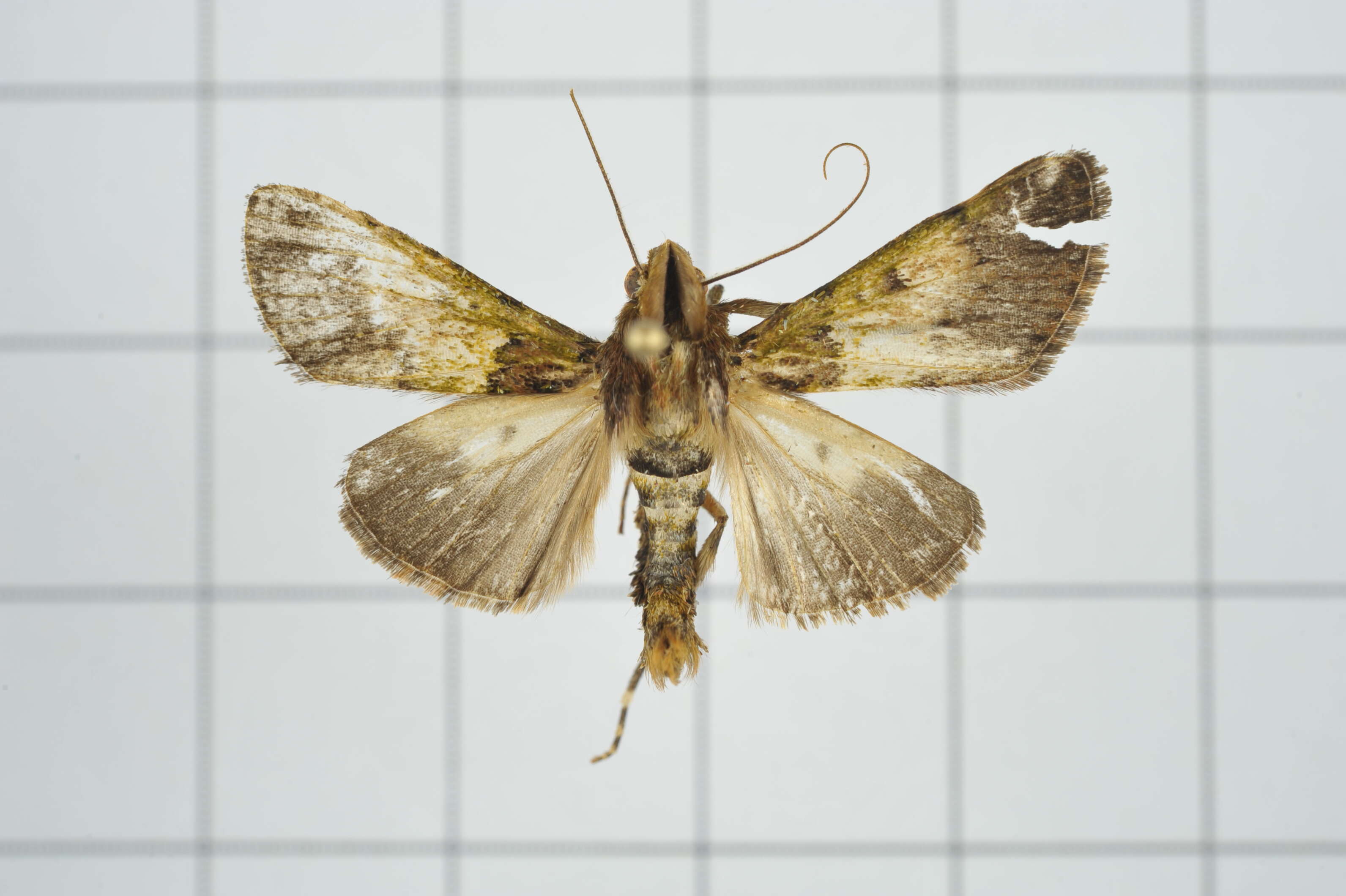 Image of Teliphasa nubilosa Moore