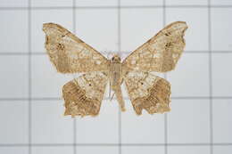 Image of Semiothisa emersaria Walker 1861