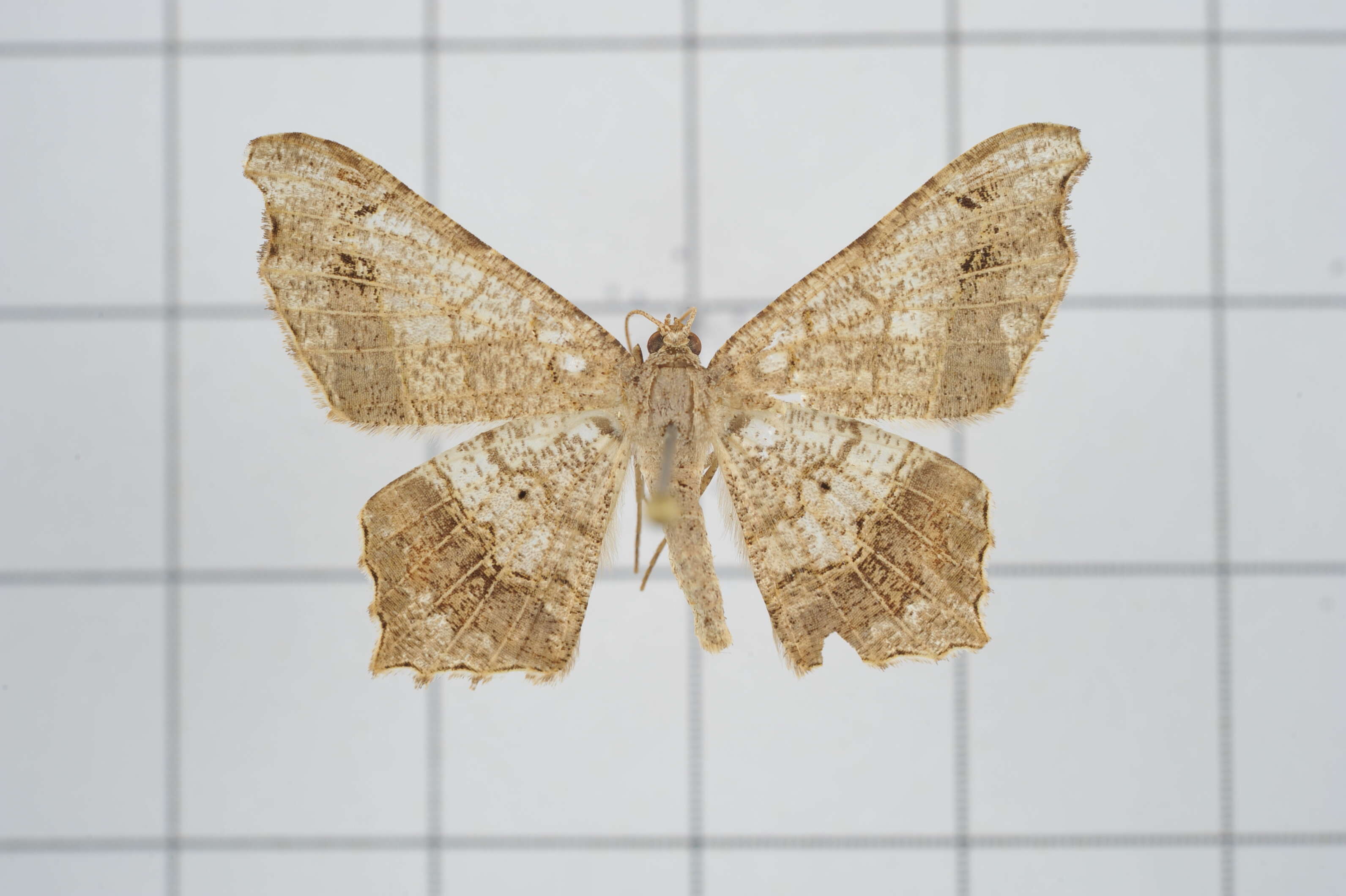 Image of Semiothisa emersaria Walker 1861