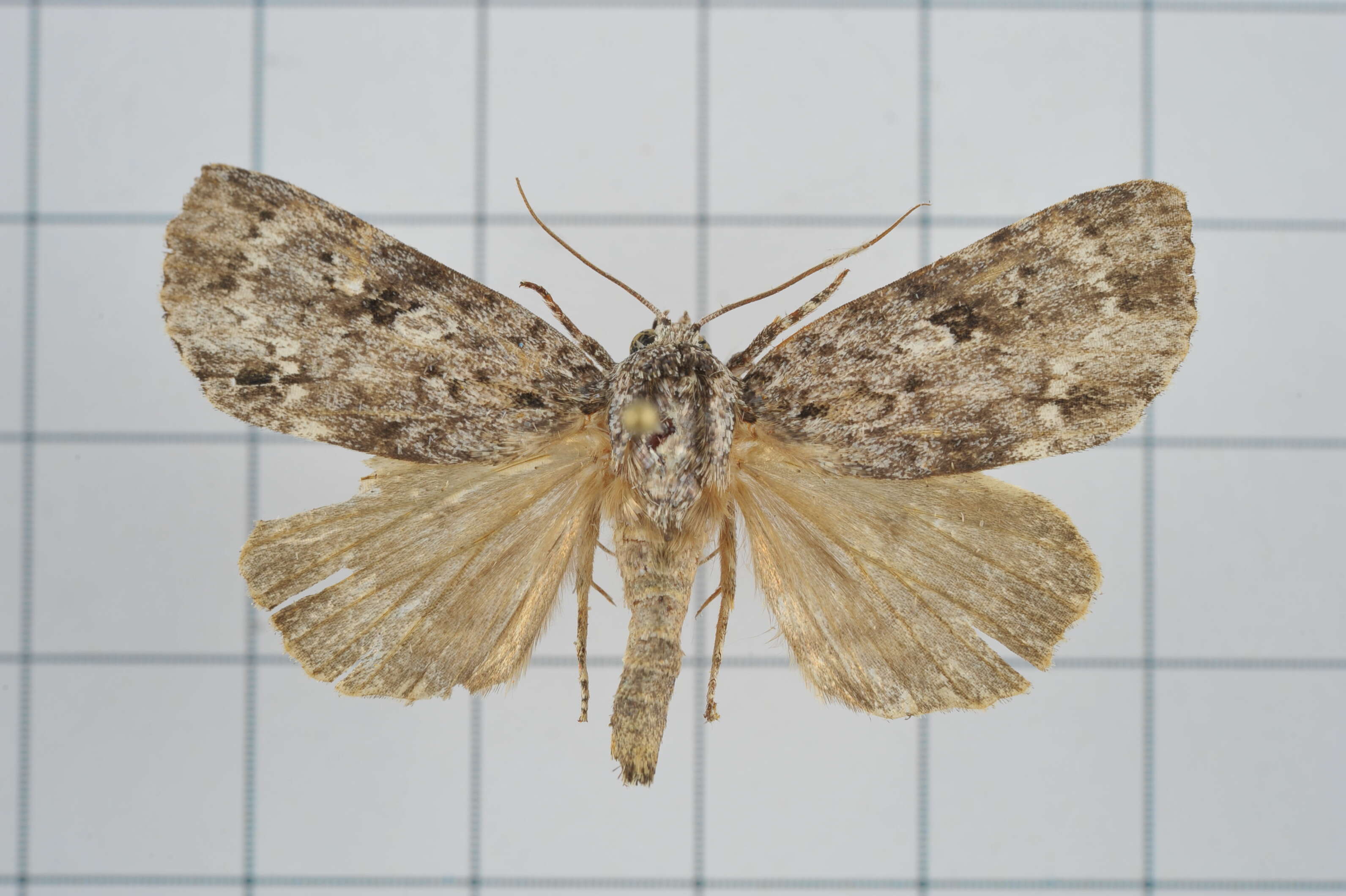 Image of Acronicta albistigma Hampson 1909