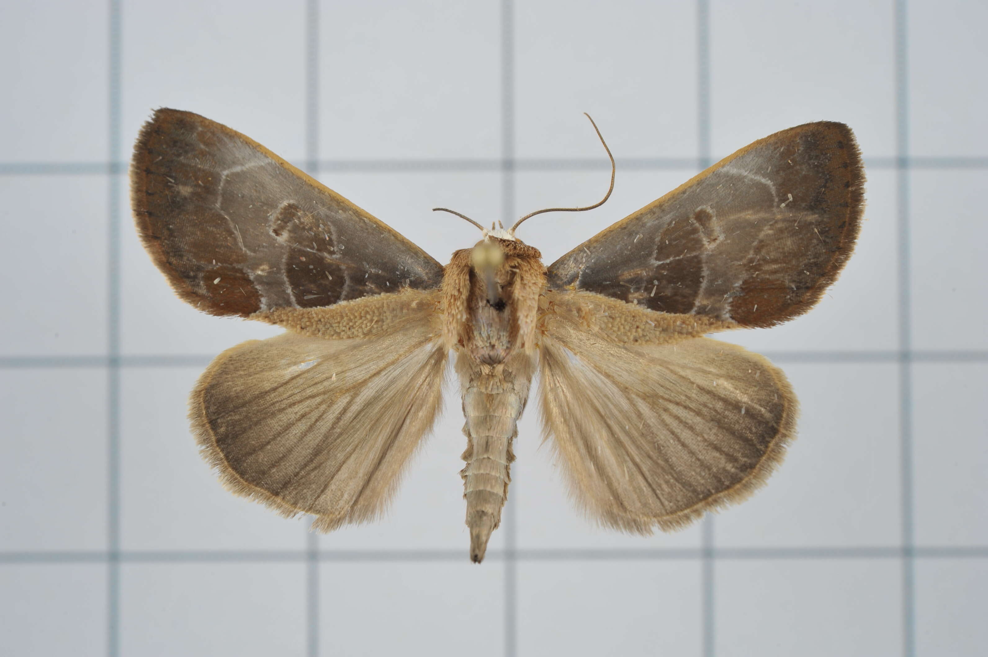 Image of Westermannia elliptica Bryk 1913