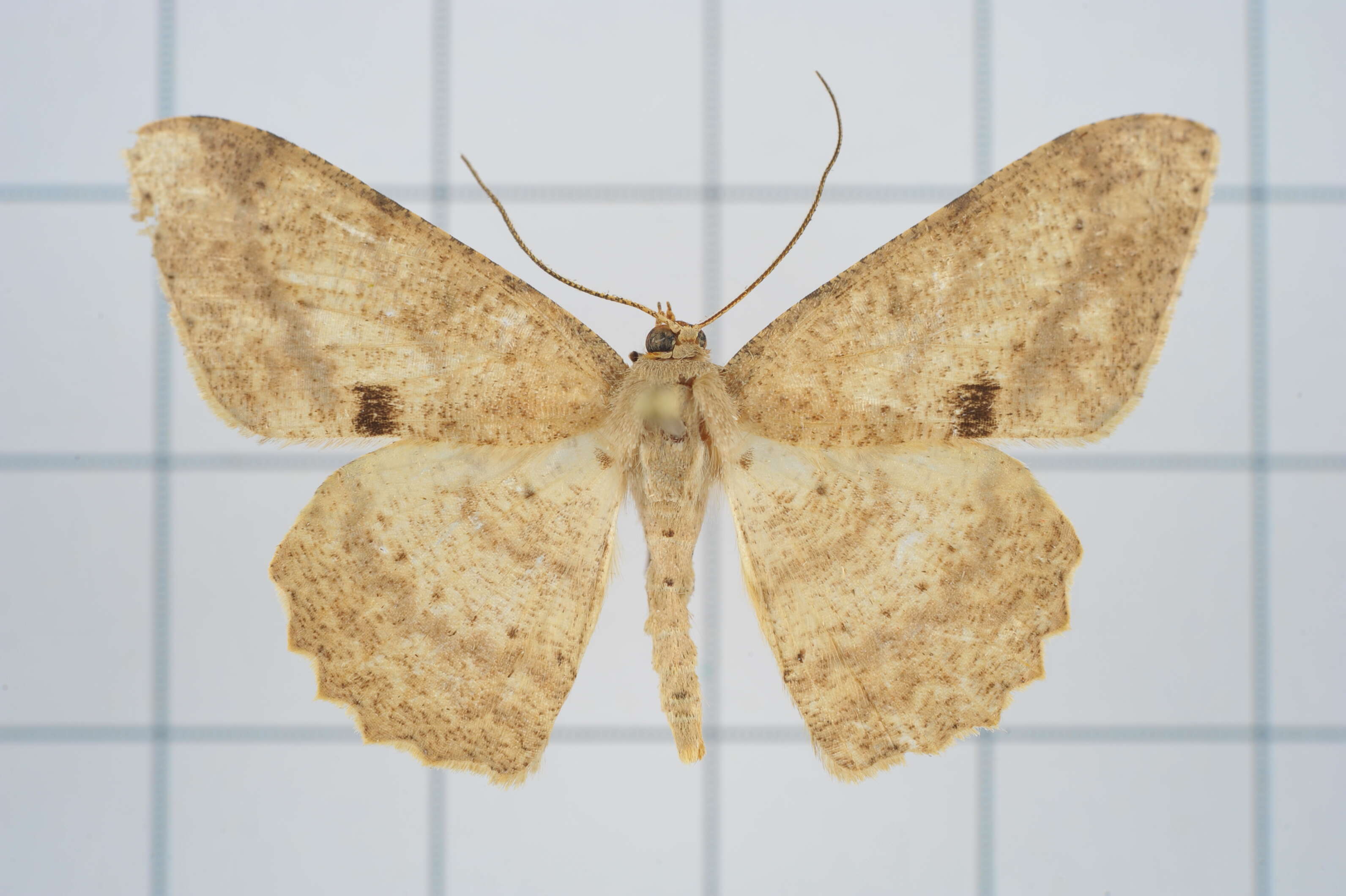 Image of Luxiaria mitorrhaphes Prout 1925