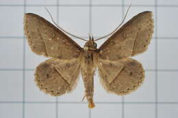 Image of Tochara creberrima (Walker 1858)