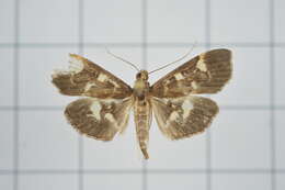 Image of Grass webworm