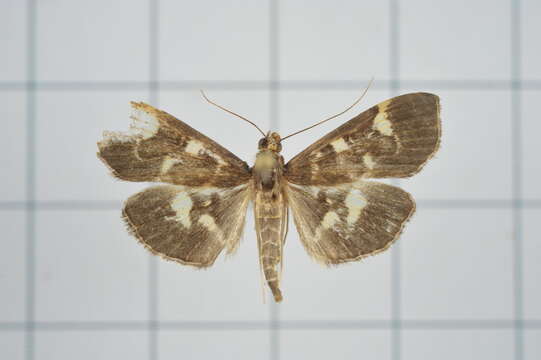 Image of Grass webworm