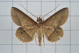 Image of Tochara creberrima (Walker 1858)