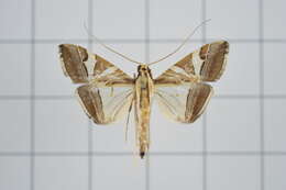 Agrioglypta itysalis Walker 1859 resmi