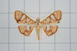 Imagem de Glyphodes canthusalis Walker 1859