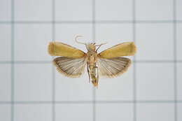 Volobilis chloropterella Hampson 1896 resmi