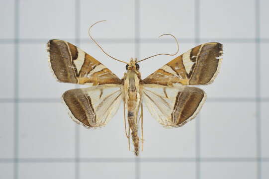 Agrioglypta itysalis Walker 1859 resmi