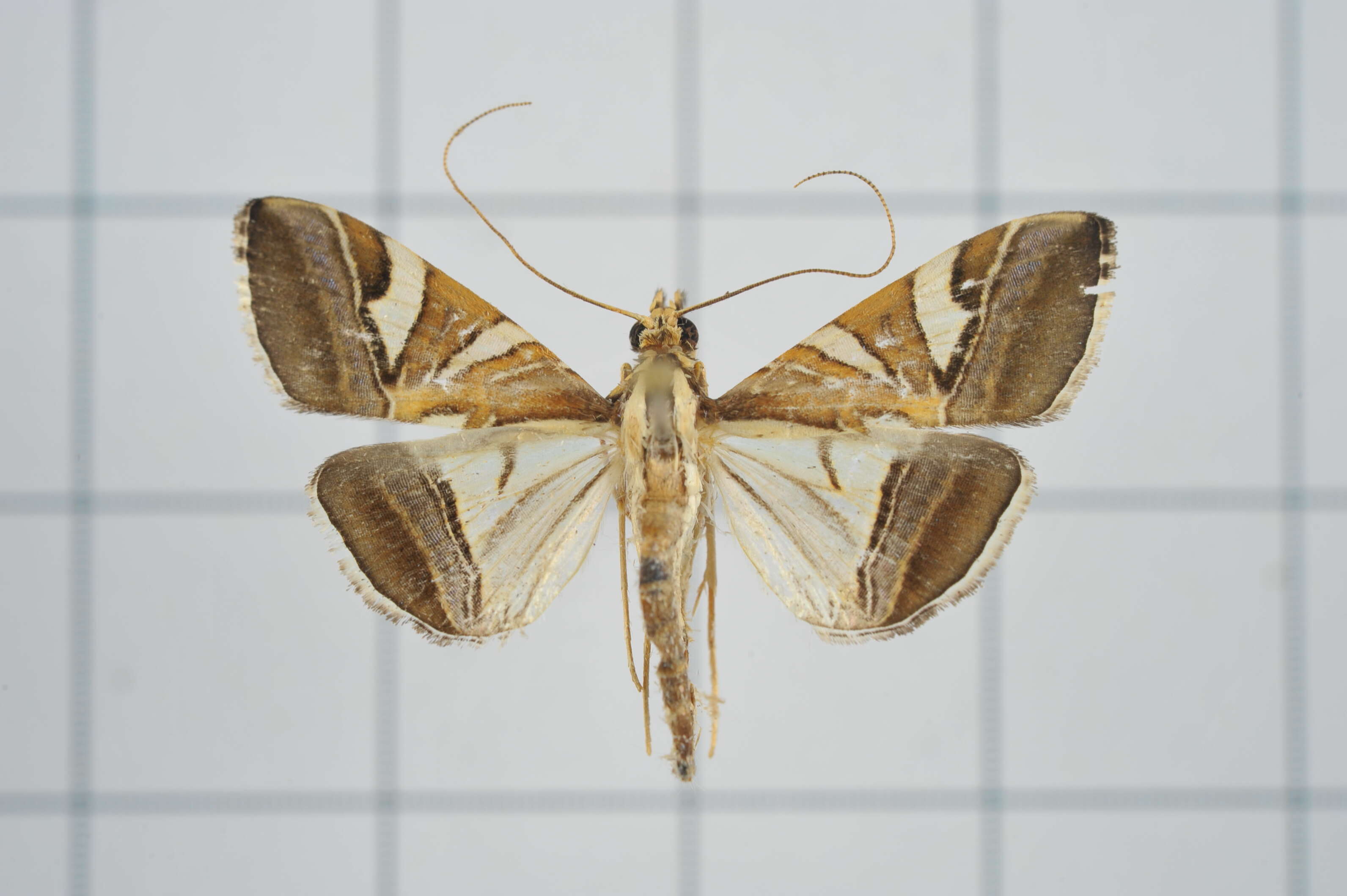 Sivun Agrioglypta itysalis Walker 1859 kuva