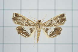 Image of Paracymoriza vagalis Walker 1865