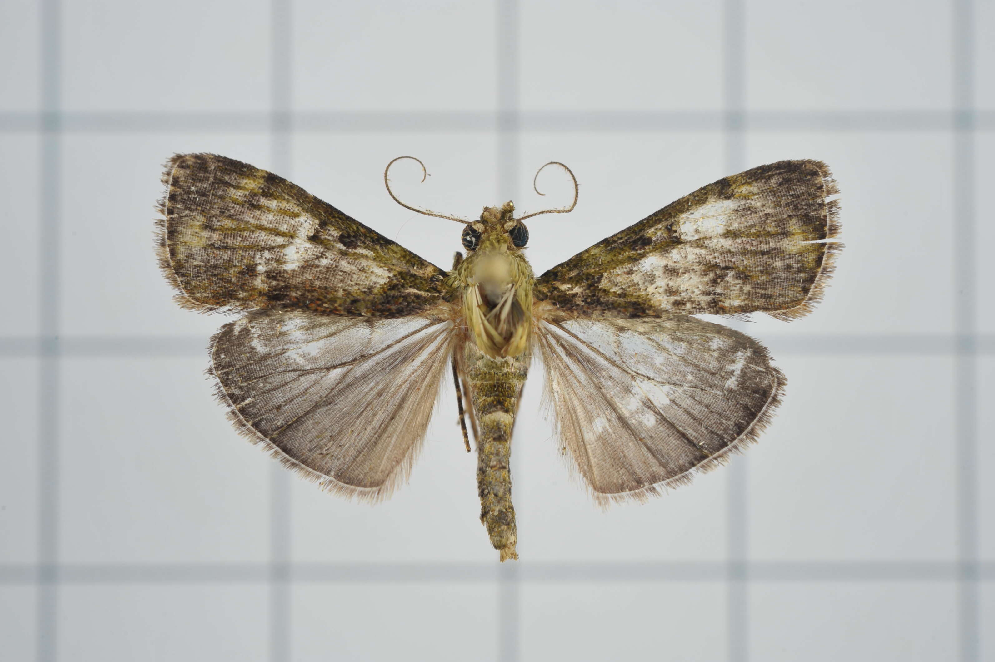 Image of Lamida obscura