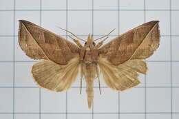 Image of Calyptra orthograpta Butler 1886