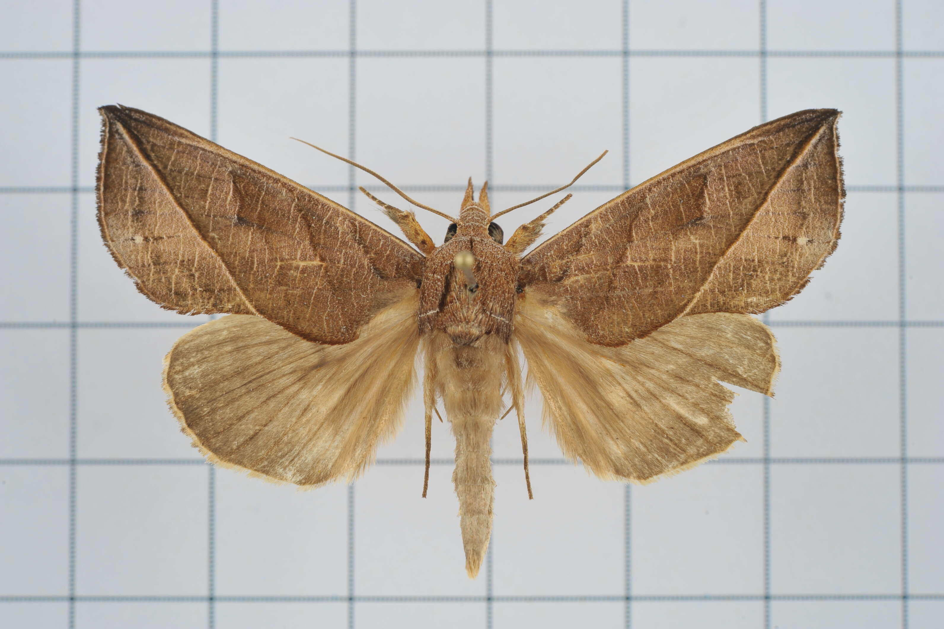 Image of Calyptra orthograpta Butler 1886