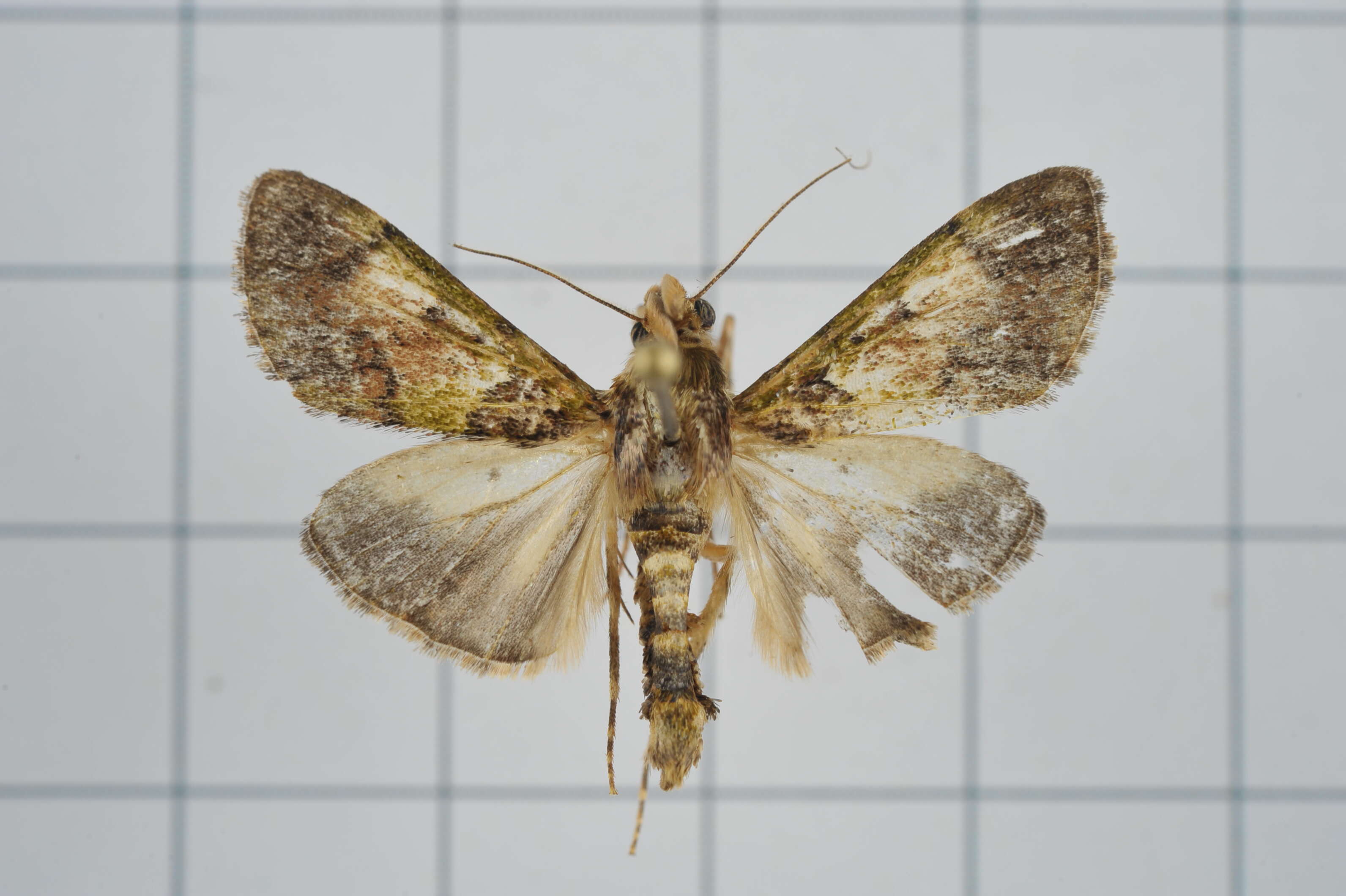 Image of Teliphasa nubilosa Moore