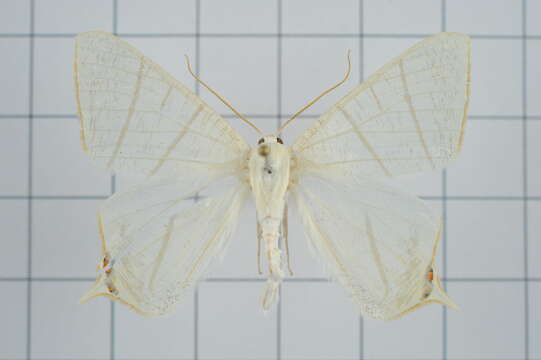 صورة Ourapteryx pallidula Inoue 1985