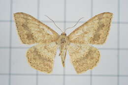 Image of Luxiaria mitorrhaphes Prout 1925