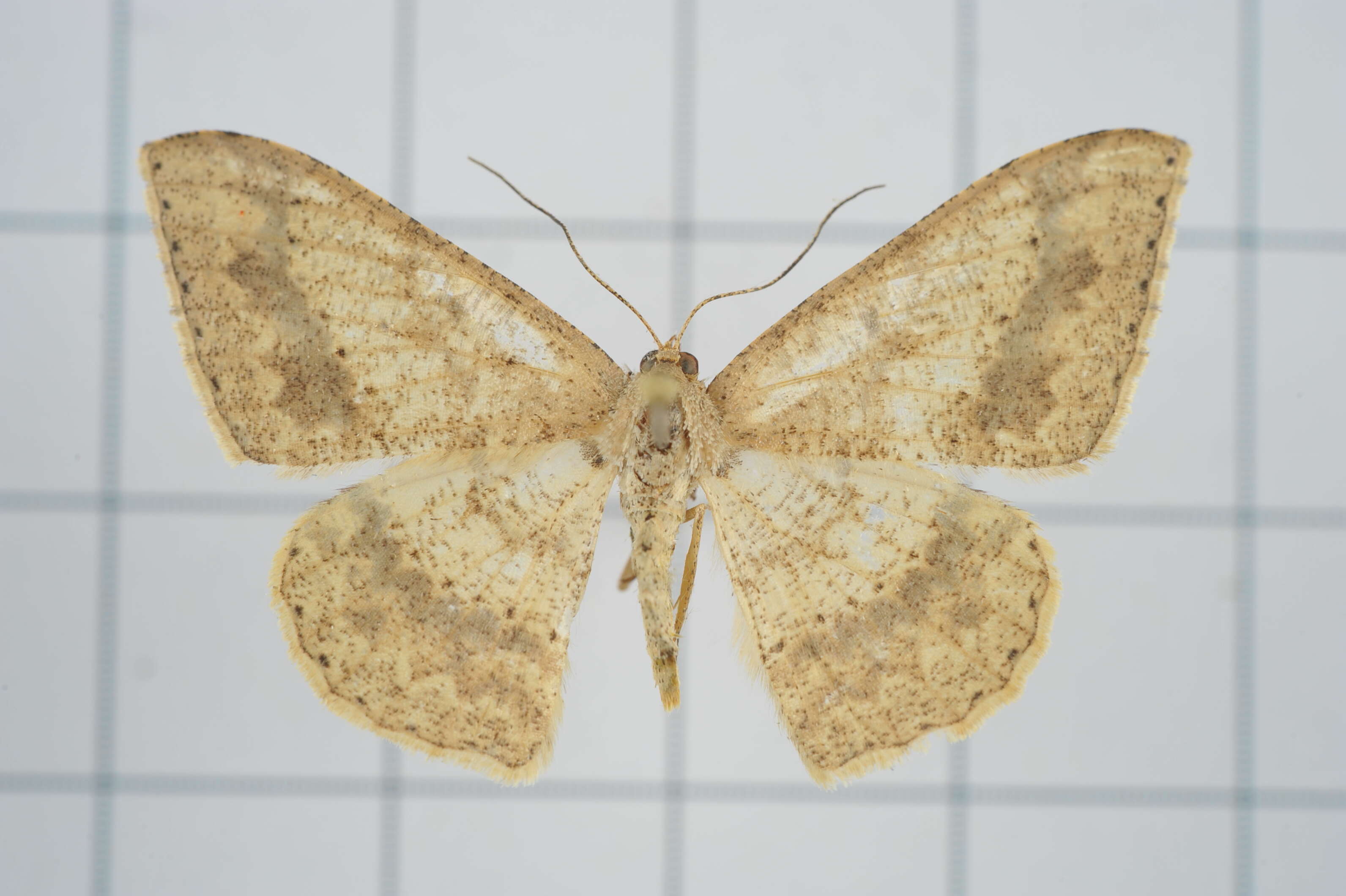 Image of Luxiaria mitorrhaphes Prout 1925