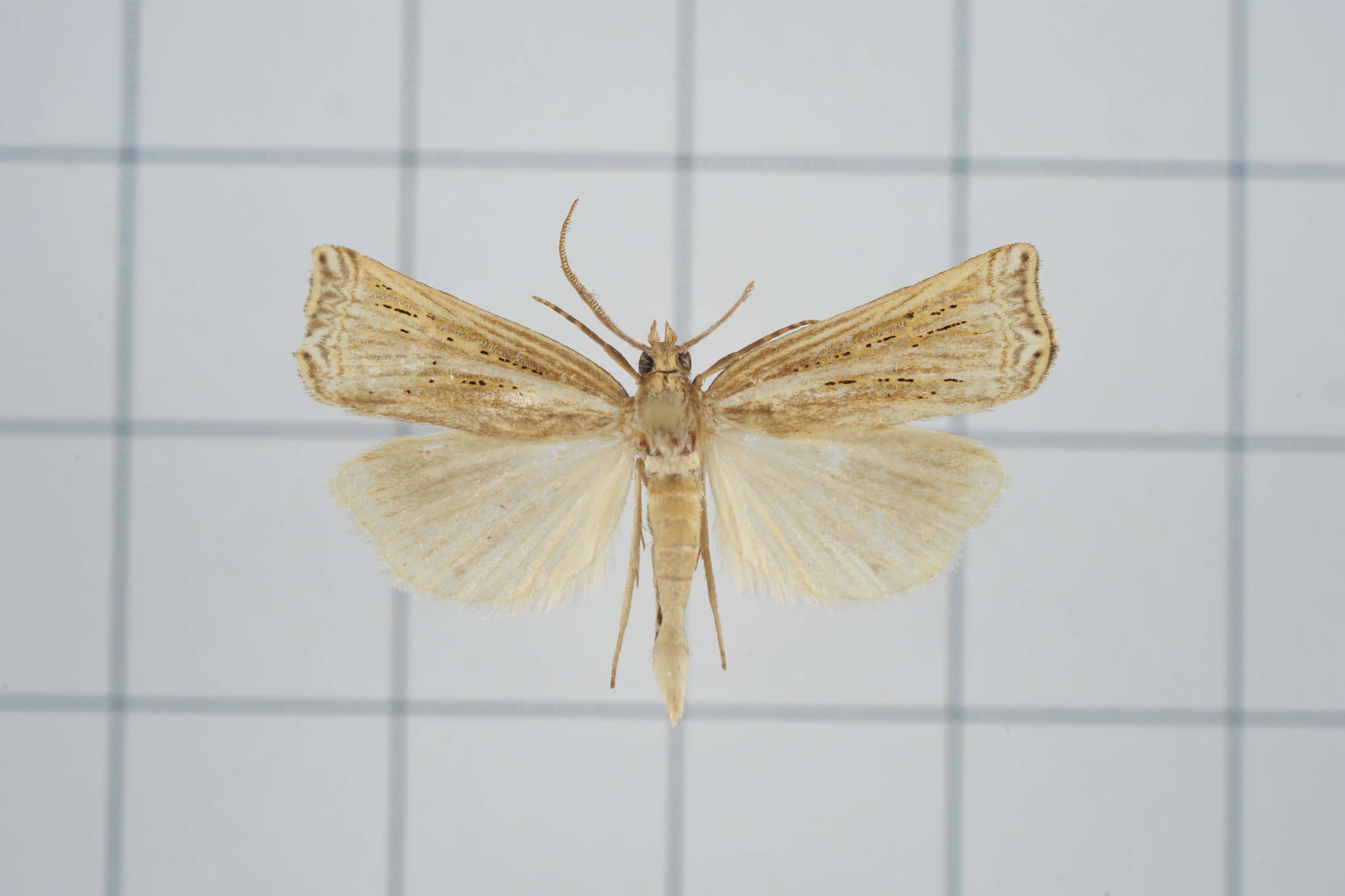 Image of Ancylolomia japonica Zeller