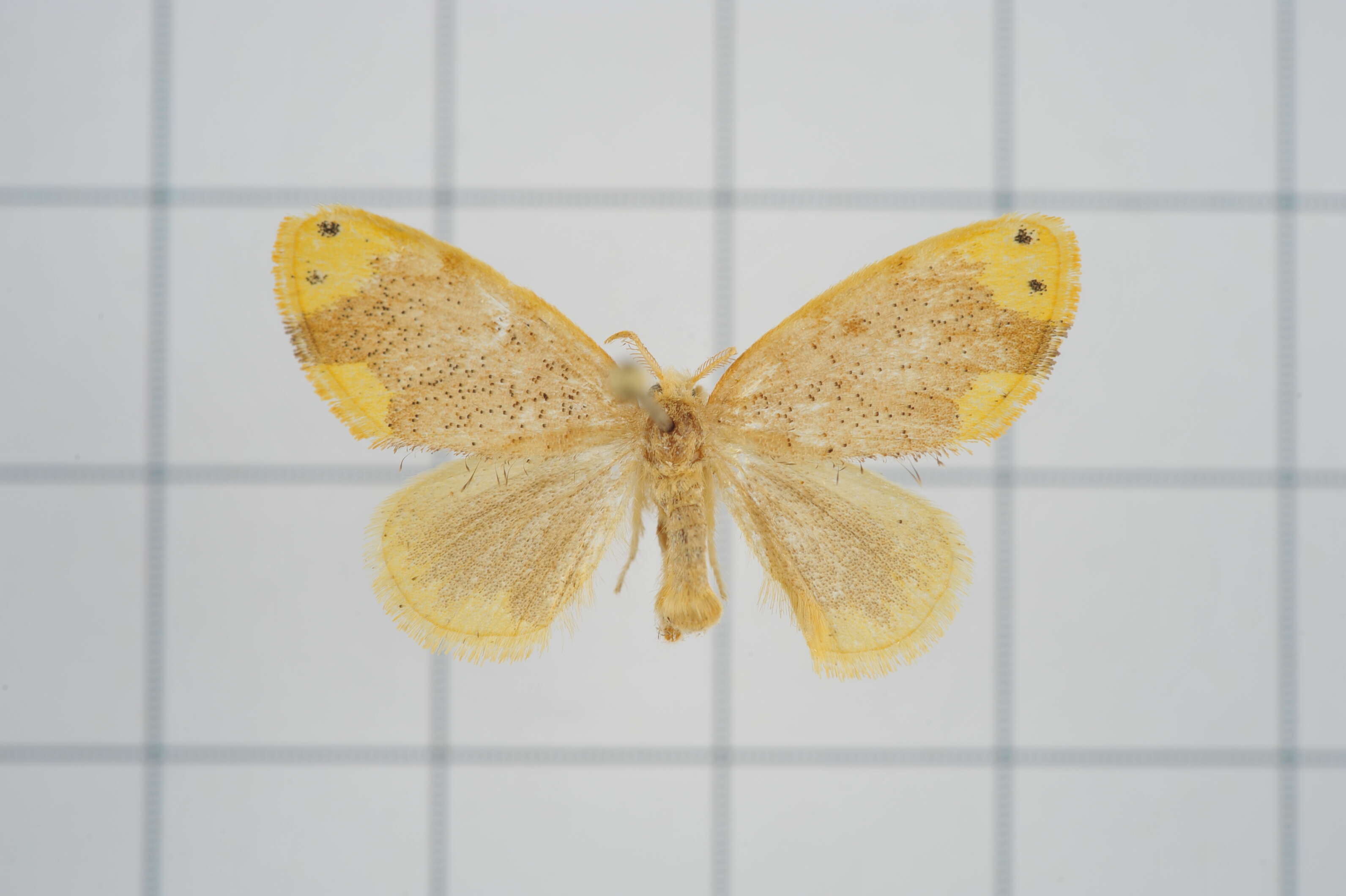 Image of Arna bipunctapex Hampson 1891