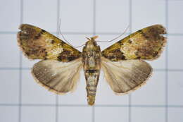 Image of Teliphasa nubilosa Moore