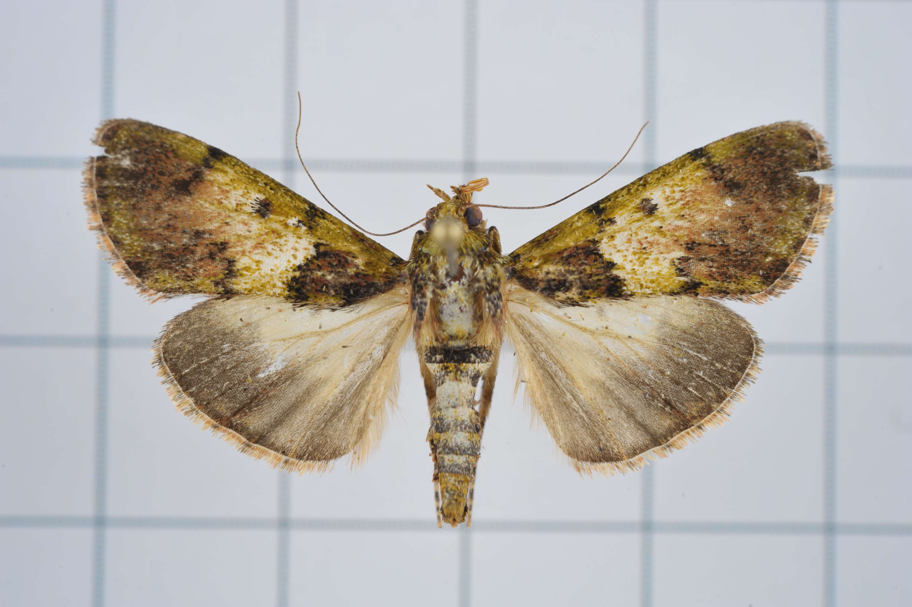 Image of Teliphasa nubilosa Moore