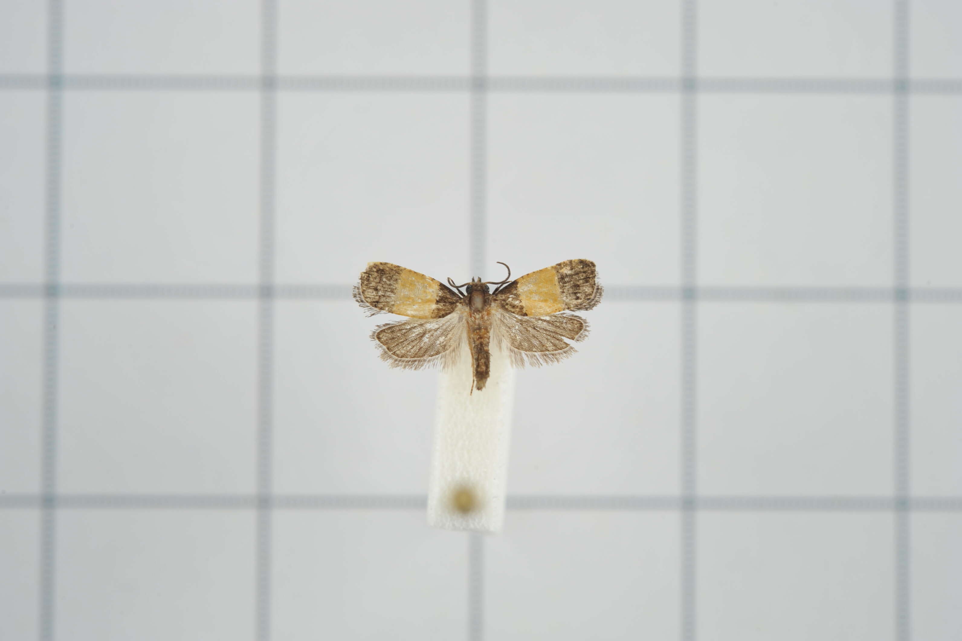 Image of Epinotia bicolor Walsingham 1900