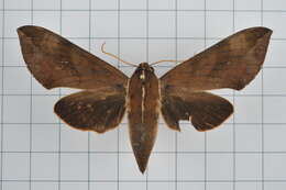 Image of Ampelophaga rubiginosa Bremer & Grey 1853