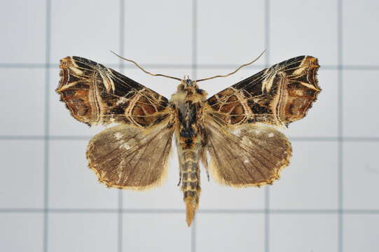 Image de Callopistria nobilior