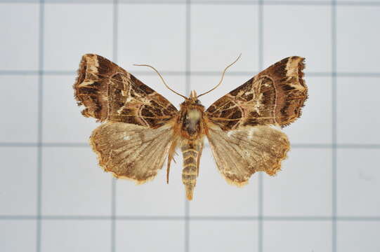 Image de Callopistria duplicans Walker 1857