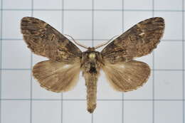 Image of Hyperaeschrella nigribasis Hampson 1892