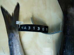 Image of Cheekflap barracuda