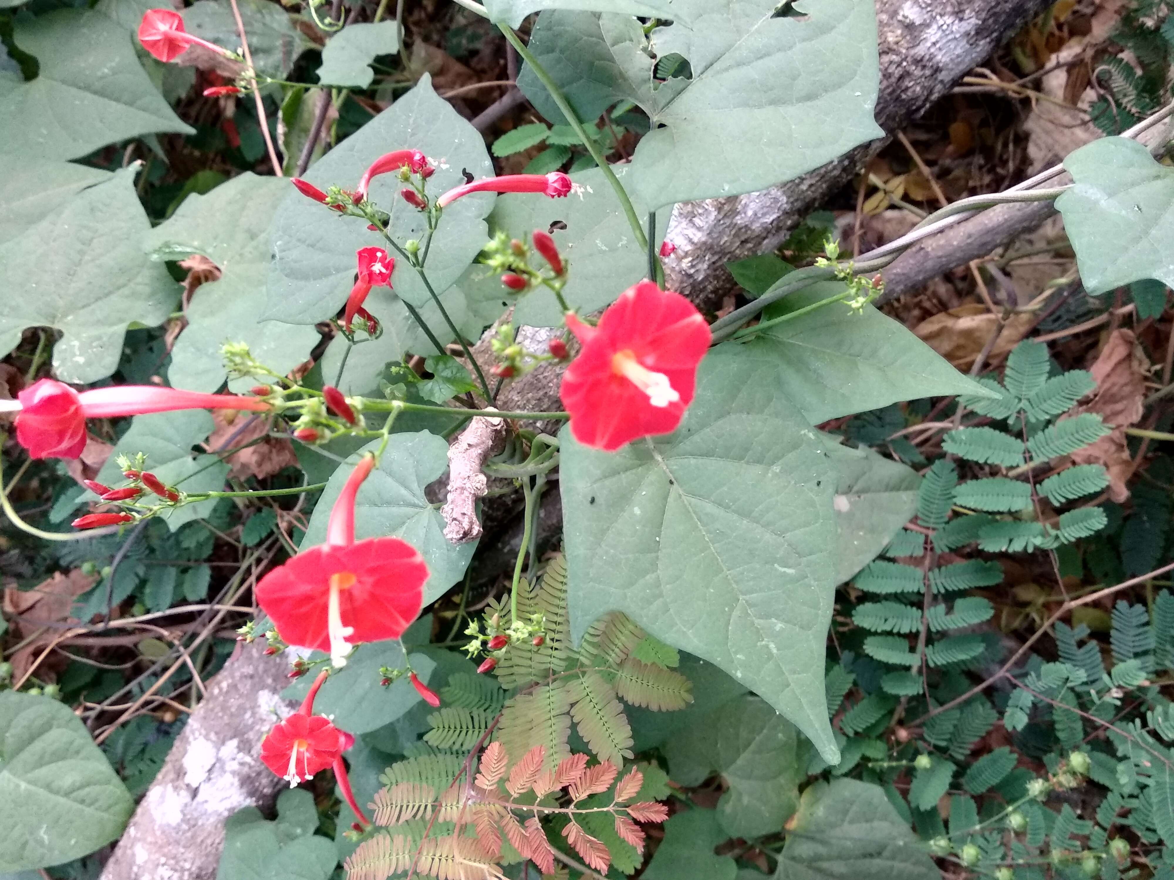 Image of Cypress Vine