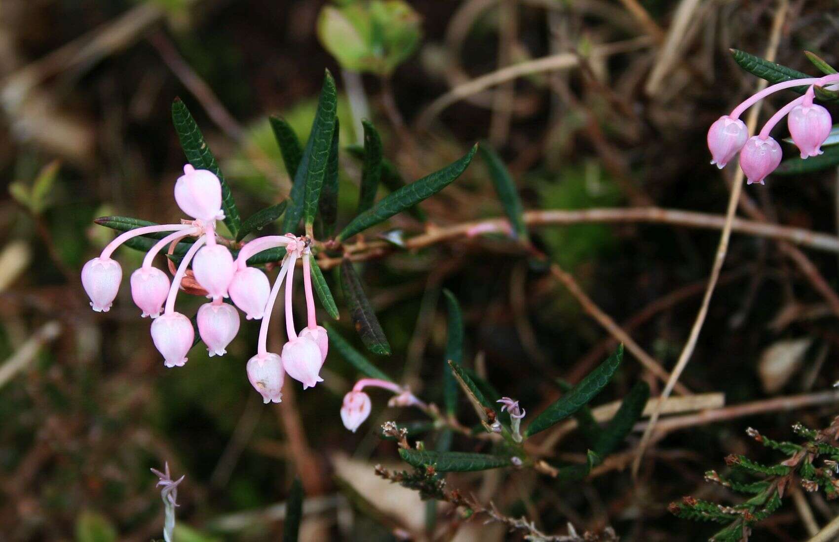 Image of bog rosemary