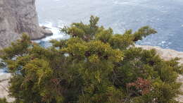 Image of Juniperus phoenicea subsp. turbinata (Guss.) Nyman