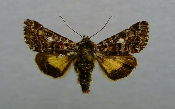 Image of beautiful yellow underwing