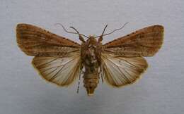 Image of pearly underwing