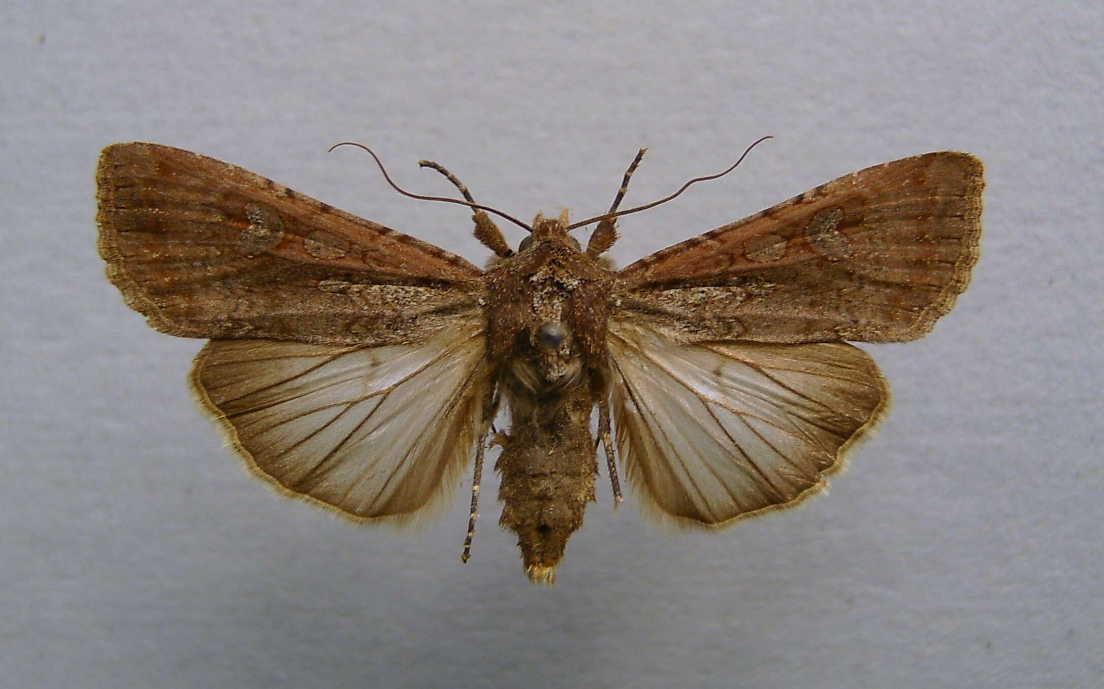 Image of pearly underwing