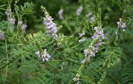 Image of Goat's rue