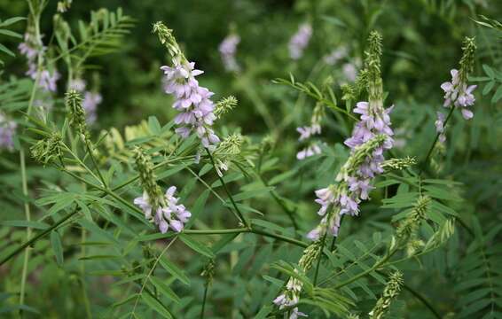 Plancia ëd Galega officinalis L.