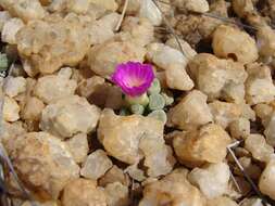 Image of Frithia pulchra N. E. Br.