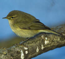 Image of Common Chiffchaff